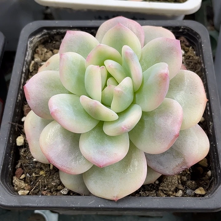 星影锦一物一拍锦龙