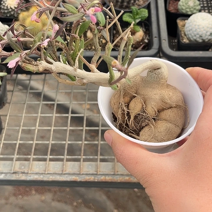 我也不知道我为什么要这样