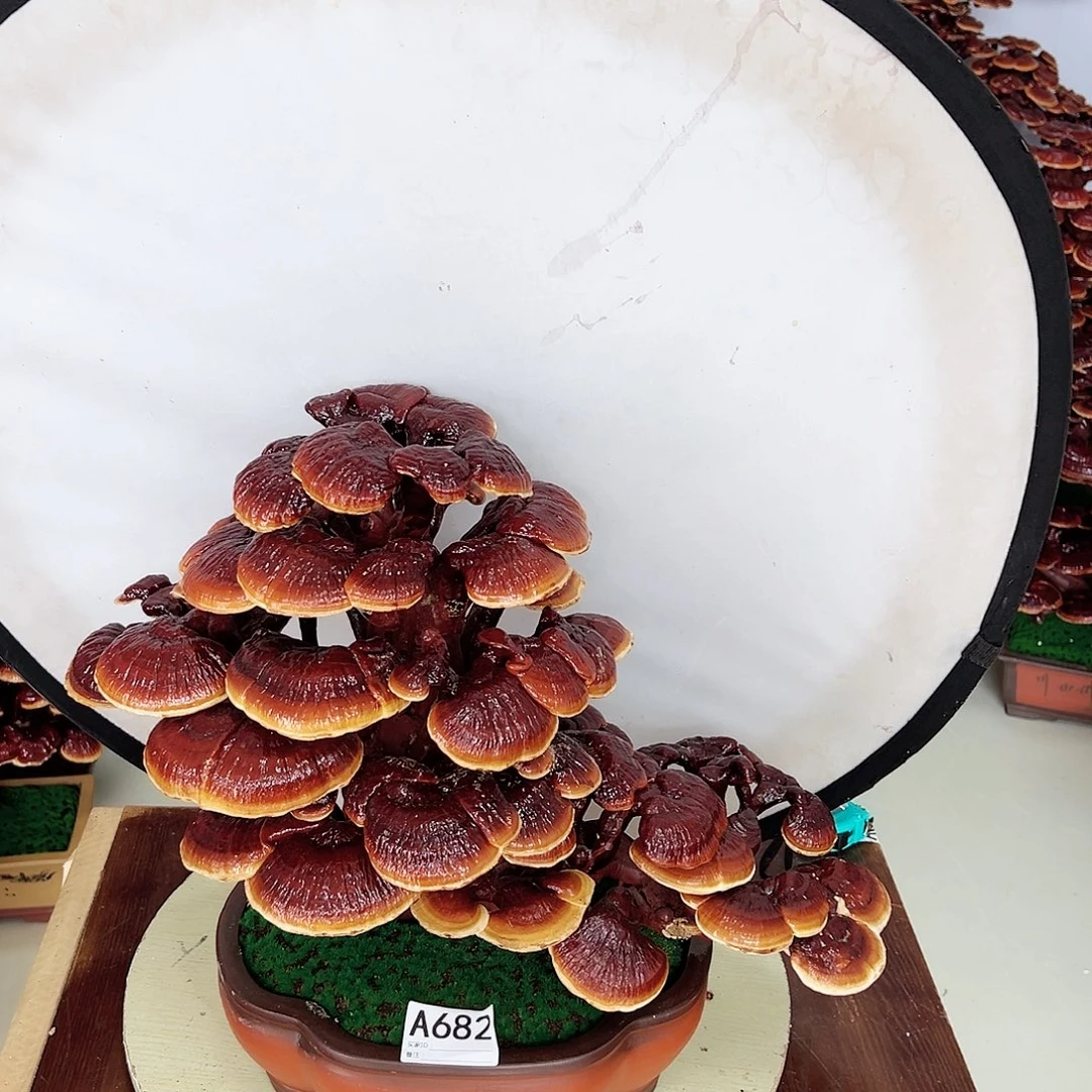 【闪购商品】无花朵