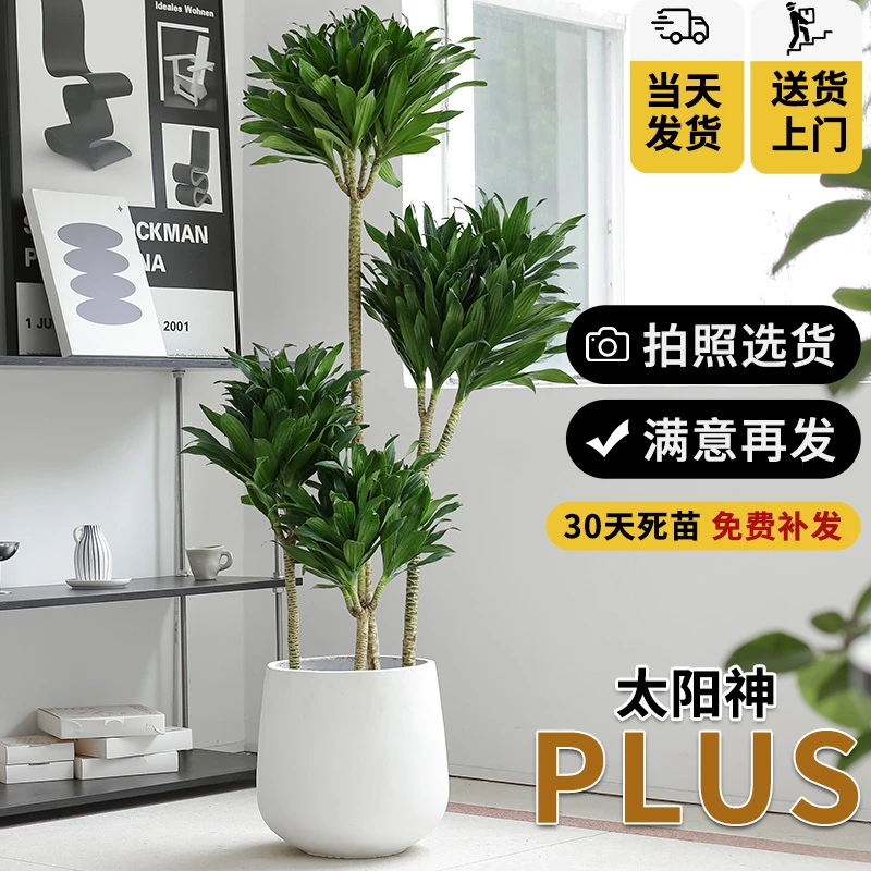 龙血树太阳神老桩密叶朱蕉阿波罗客厅高级感大型盆栽植物多头绿植