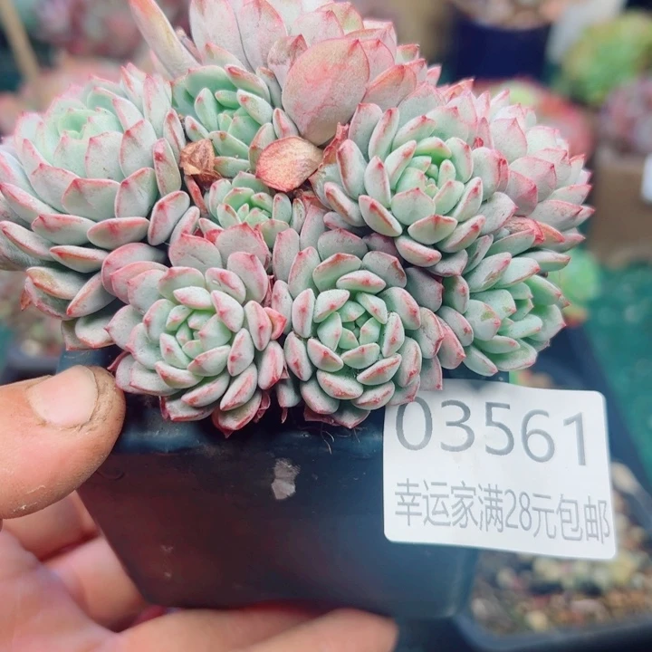 幸运的是我还没遇到