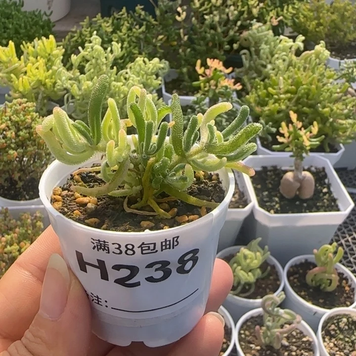 多肉植物枝干阴阳拉丝荧光兔白锦
