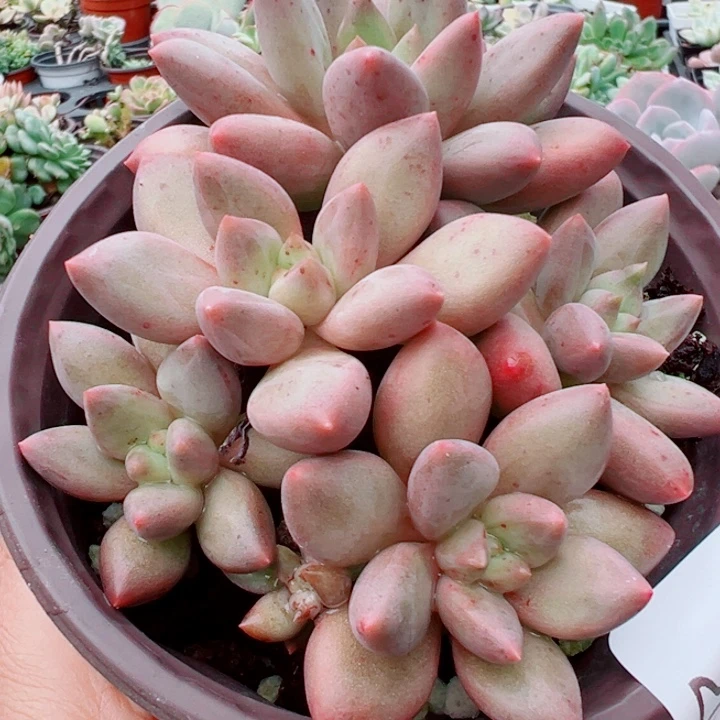 200红蜻蜓多肉植物