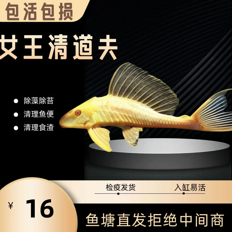 红眼女王大帆清道夫鱼观赏鱼底栖异形鱼吃藻垃圾清洁鱼净化