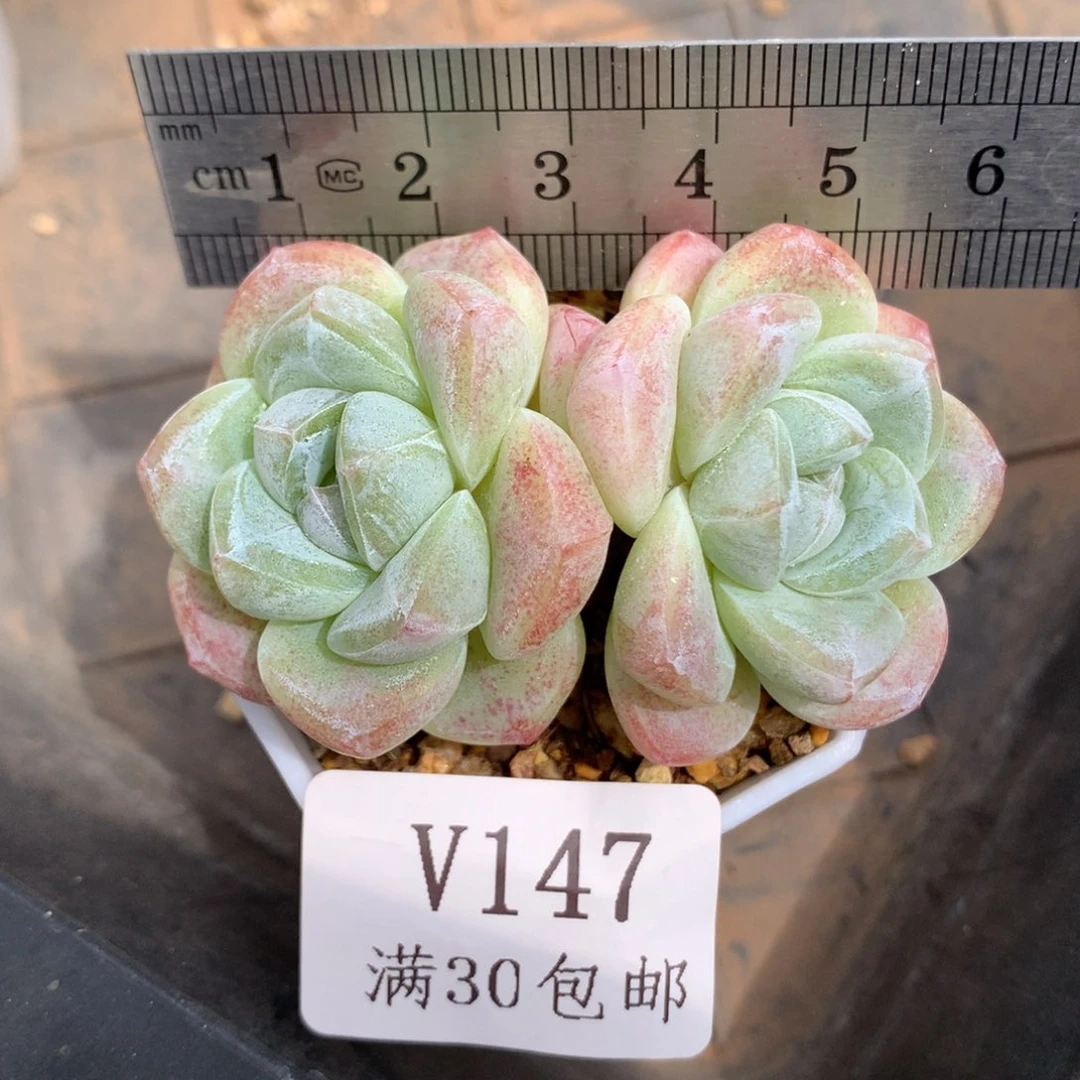 147。双头暗纹冰玉。