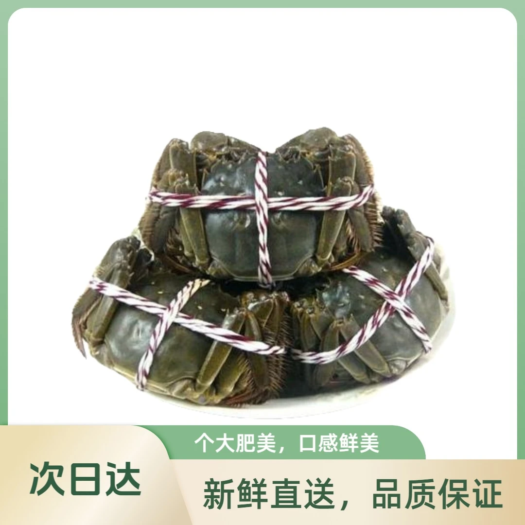 【活蟹】蟹小将江苏河蟹公蟹1.5两10只送2只共12只鲜活精品青蟹青壳蟹