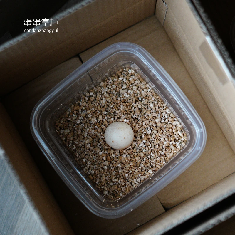 受精佛鳄孵化蛋小鳄龟超爆刺原种纯佛乌龟蛋宠物活体观赏龟水龟