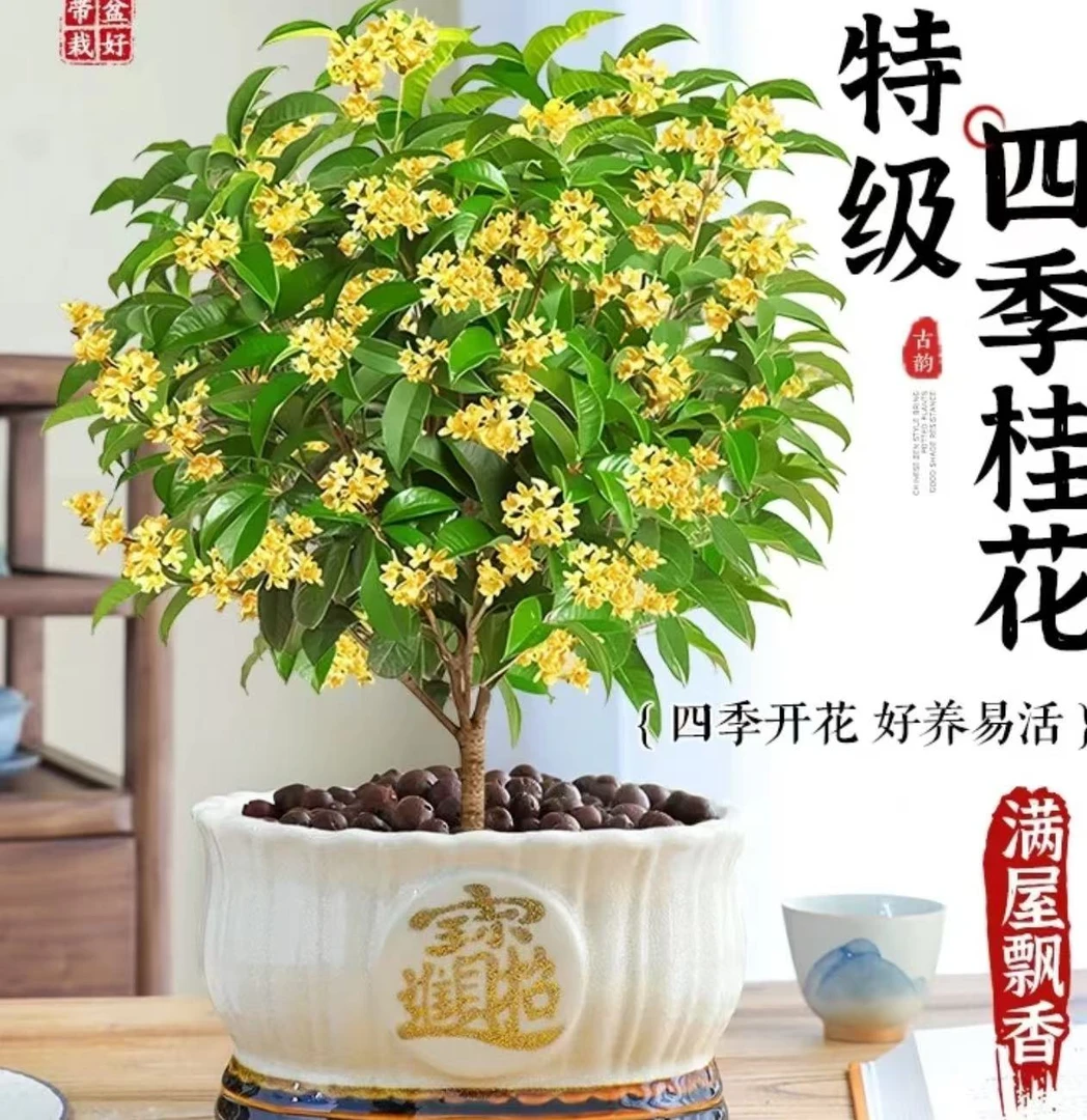 未【四季桂花】四季桂月月桂浓香型花卉四季常青适合室外种植好养活