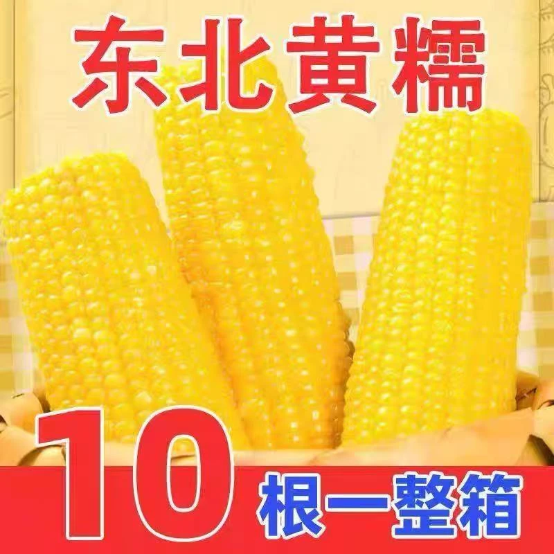 东北黄糯玉米香甜黏糯粘新鲜非转基因10根装【小棒】