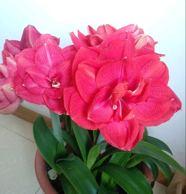 【天后】包邮  二胖花园 现货朱顶红种球 自然球