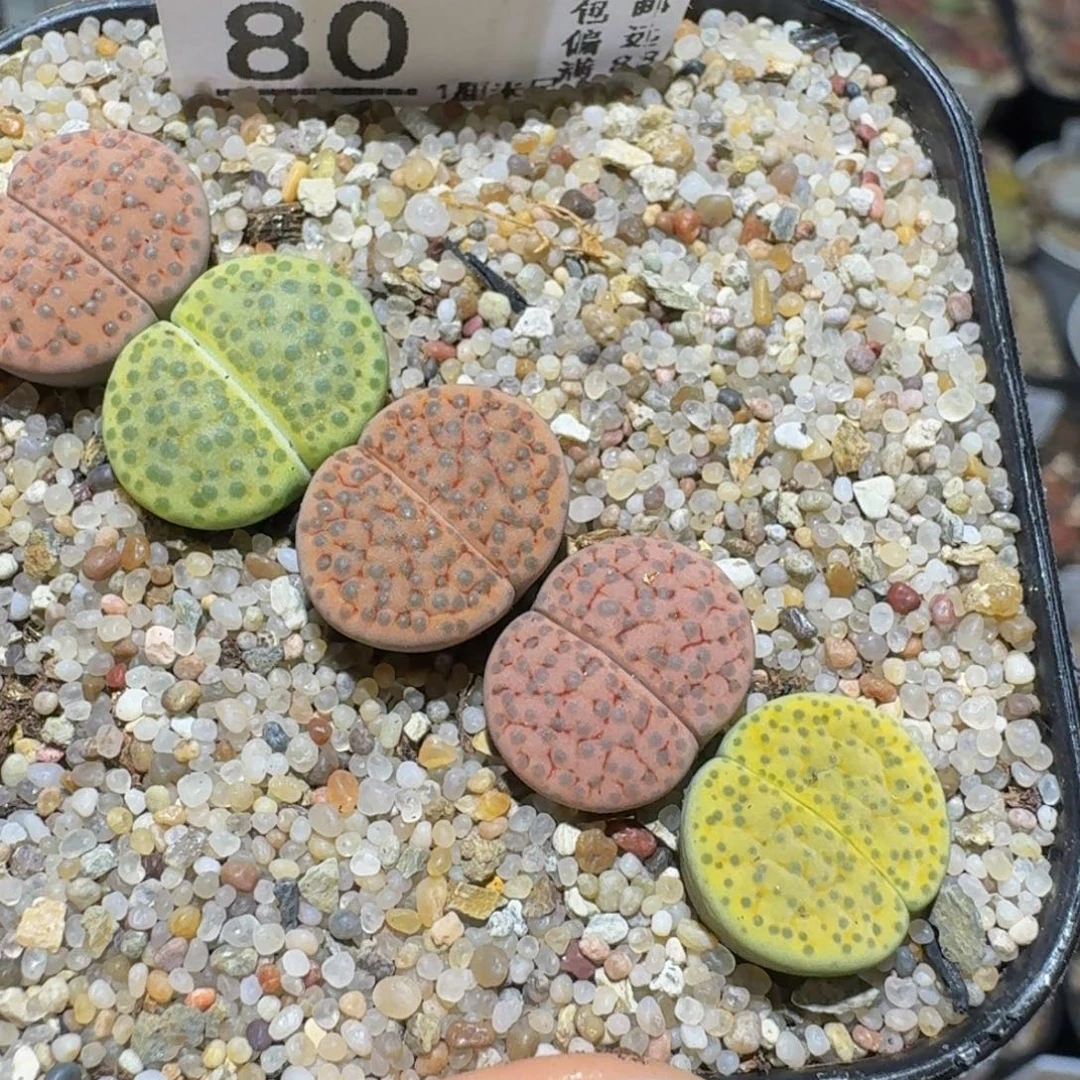 Ssss 绝美小可爱80