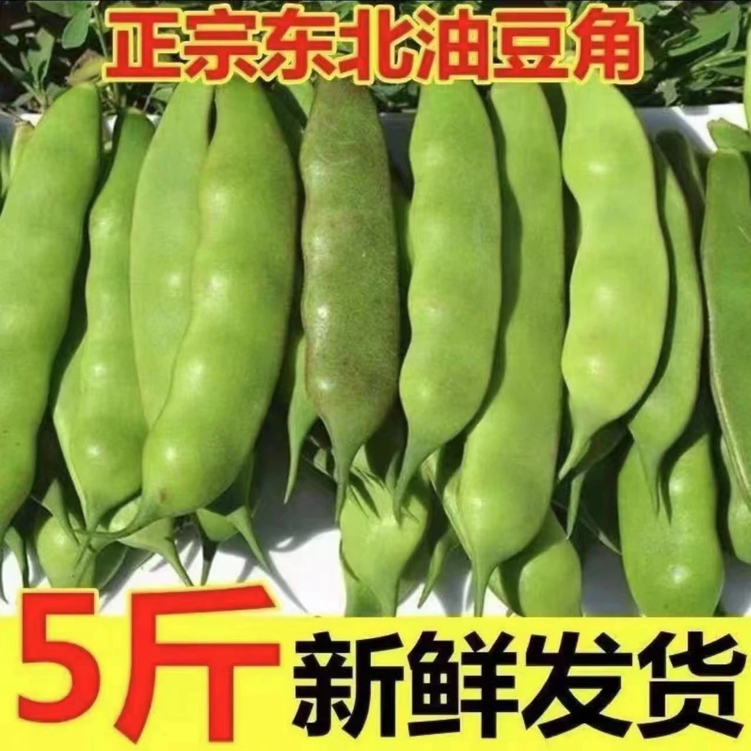 紫花油豆角东北最后一茬开园油豆角