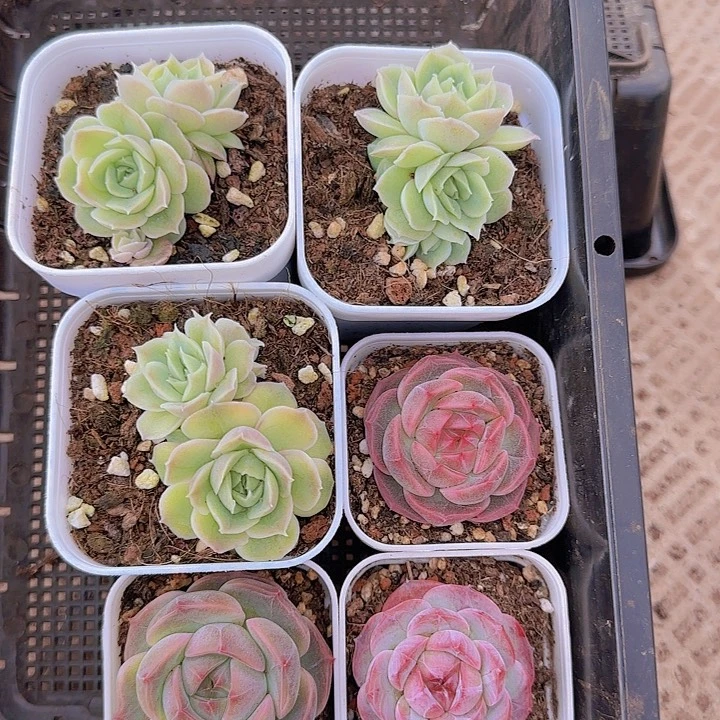 花时光精品多肉78