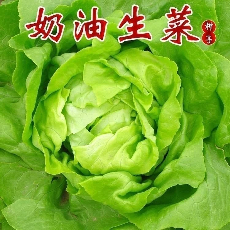 【当季新种】奶油生菜种子四季可播适合阳台庭院盆栽种植的蔬菜种子