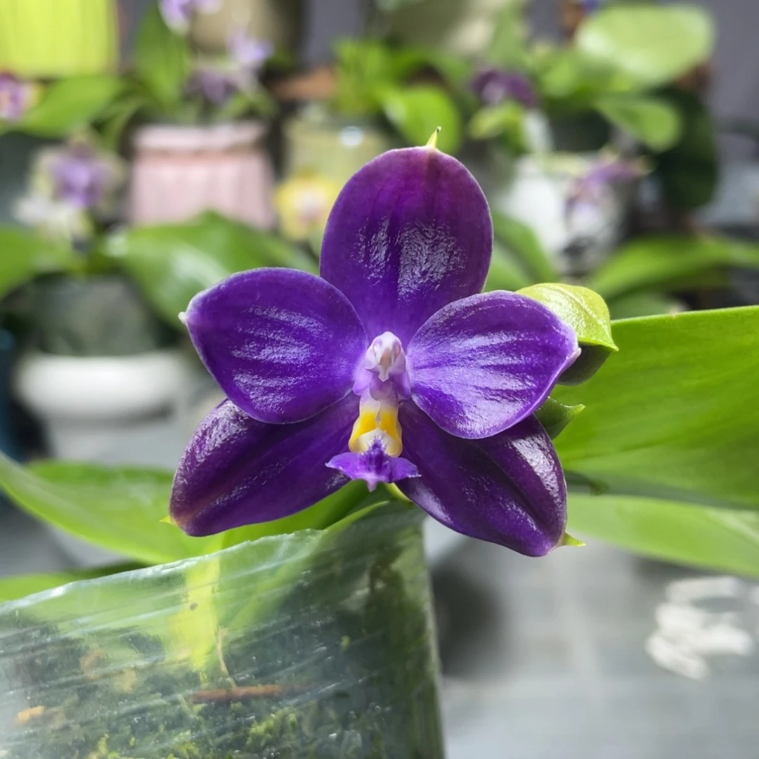 完全开放YC55，2.5杯开花株