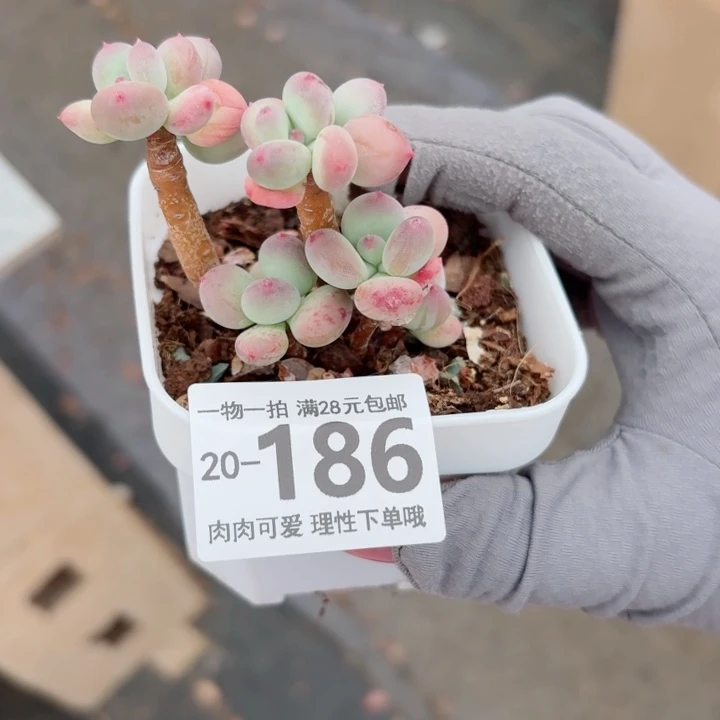 苹果奶多肉植物多肉多