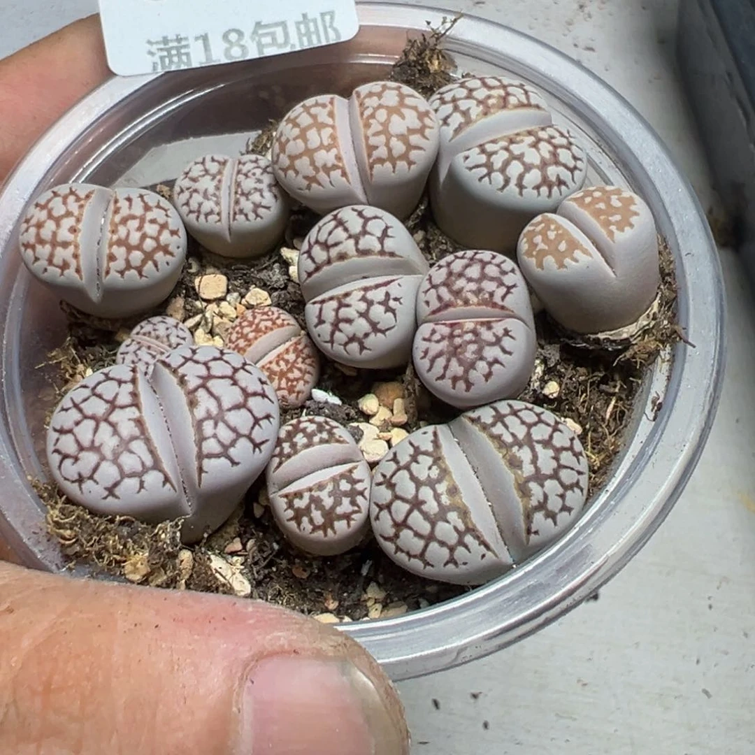 【闪购商品】 653。