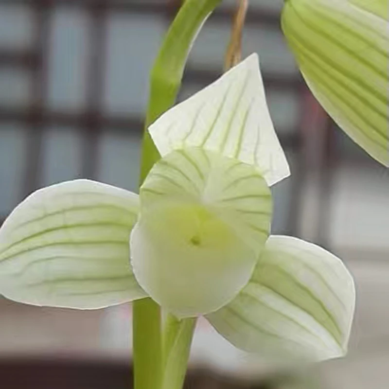 四川兰花苗莲瓣兰素心白雪公主白色花卉绿植盆栽自然栽培好养活香