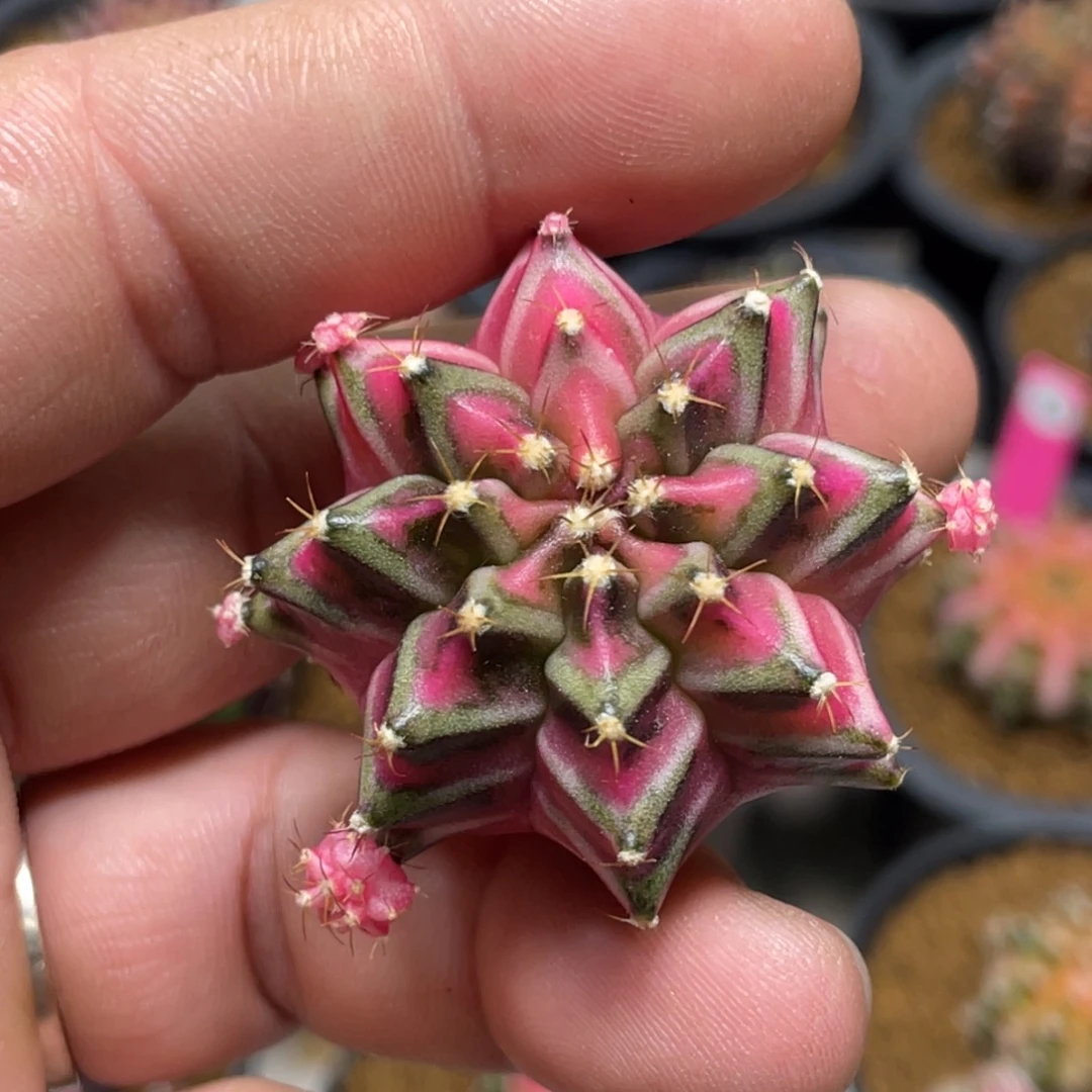 当前无花朵，栽培后可花朵五月