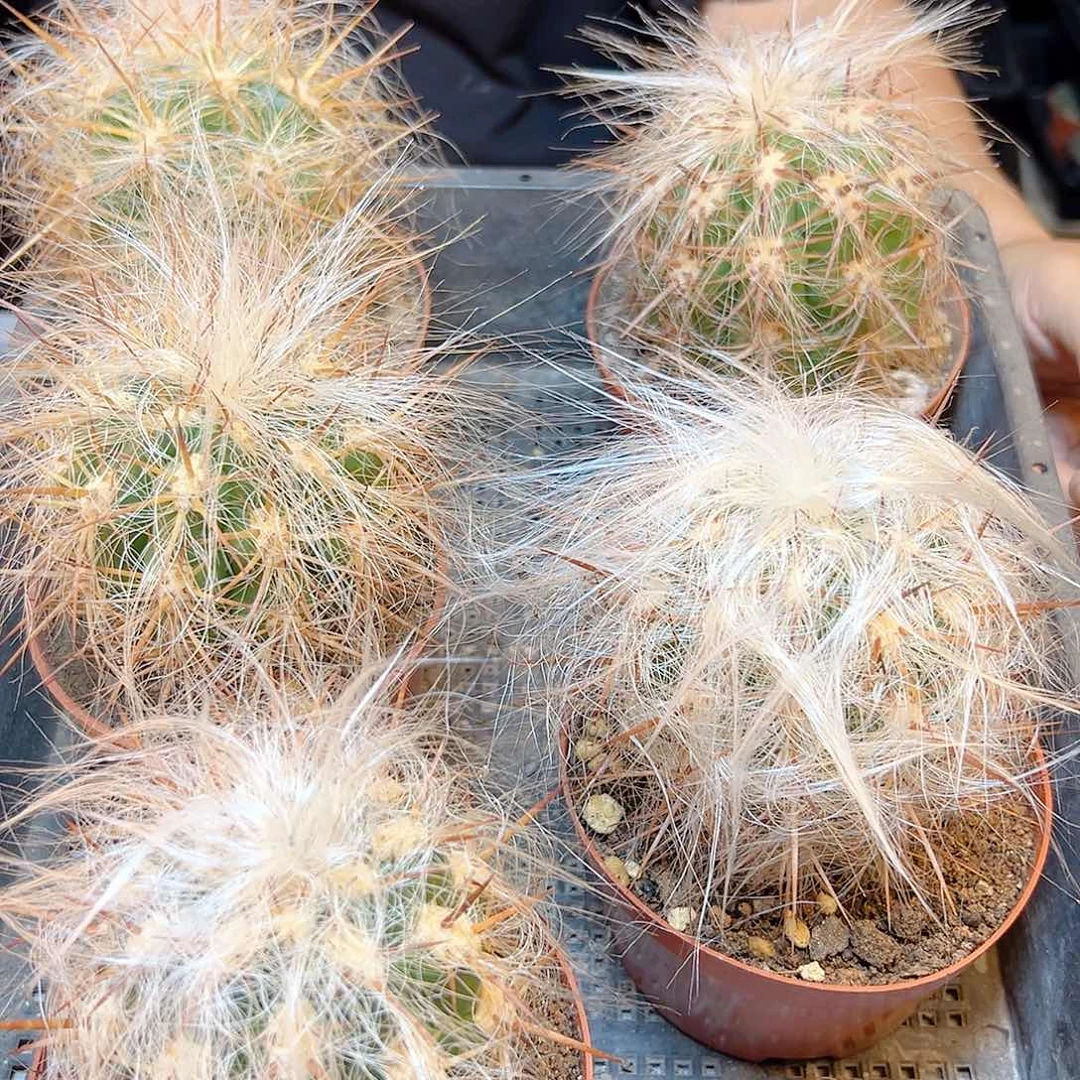 自根恐龙蛋含刺10公分平切