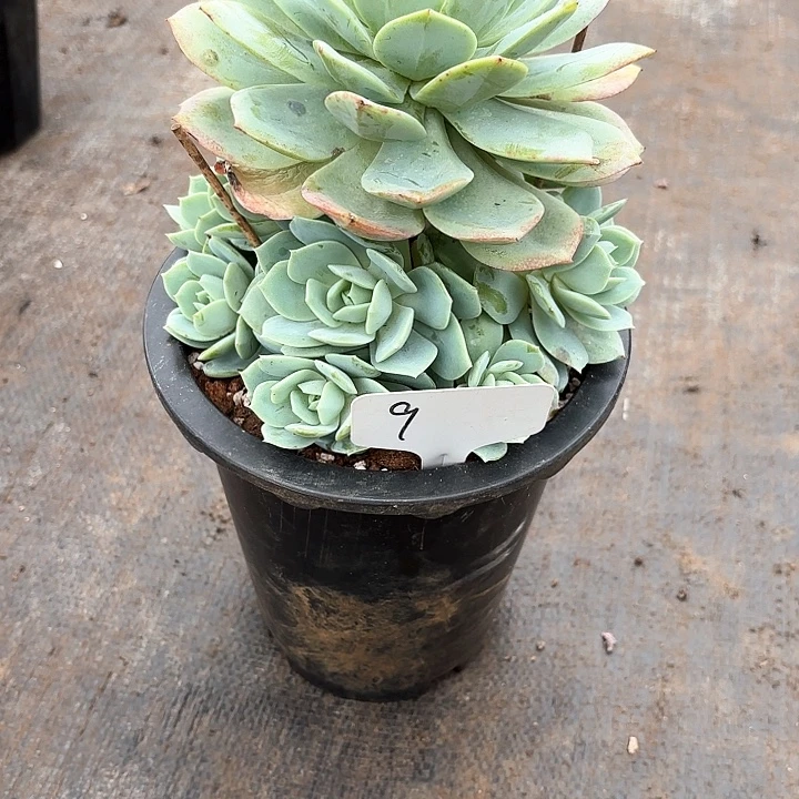 多肉植物，恋曲9号