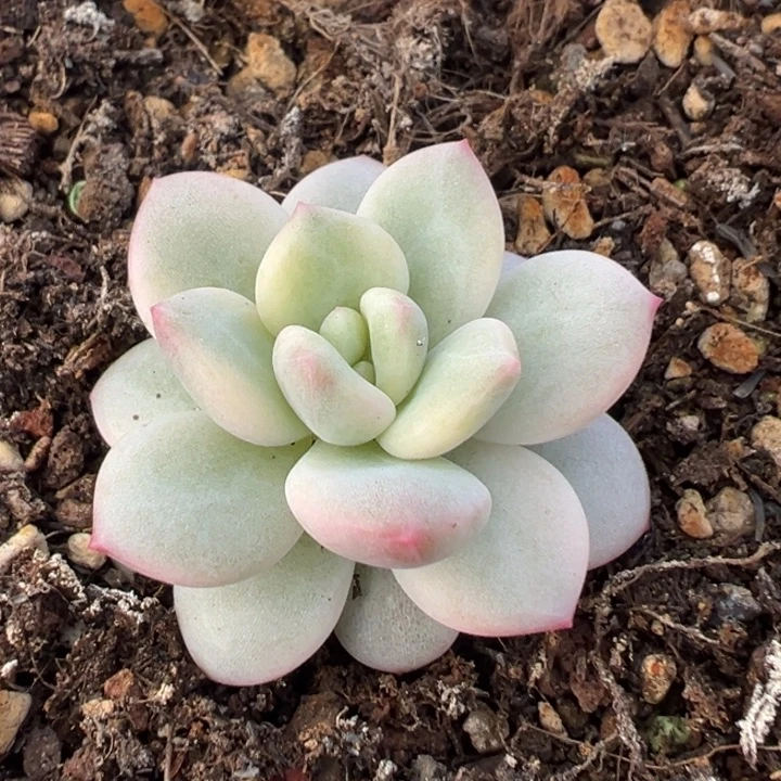 白马香水锦一物一拍冠服4