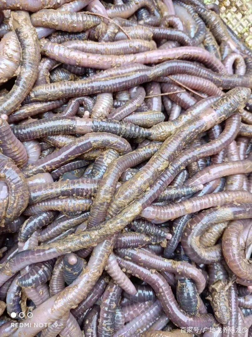 鲜活广地龙特大号活体鱼饵钓黄鳝野钓适用