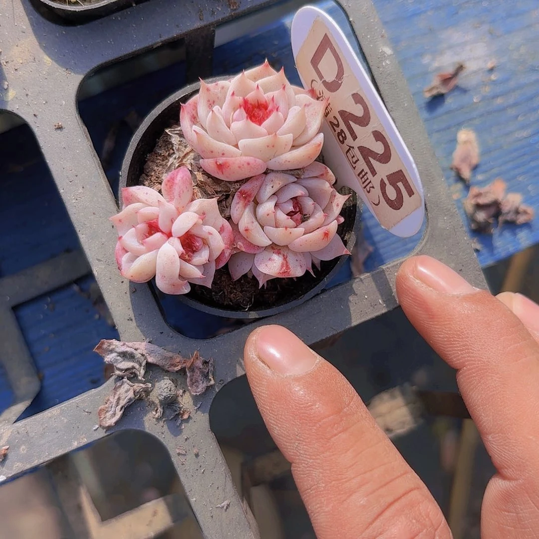 D225天鹅绒一物一拍