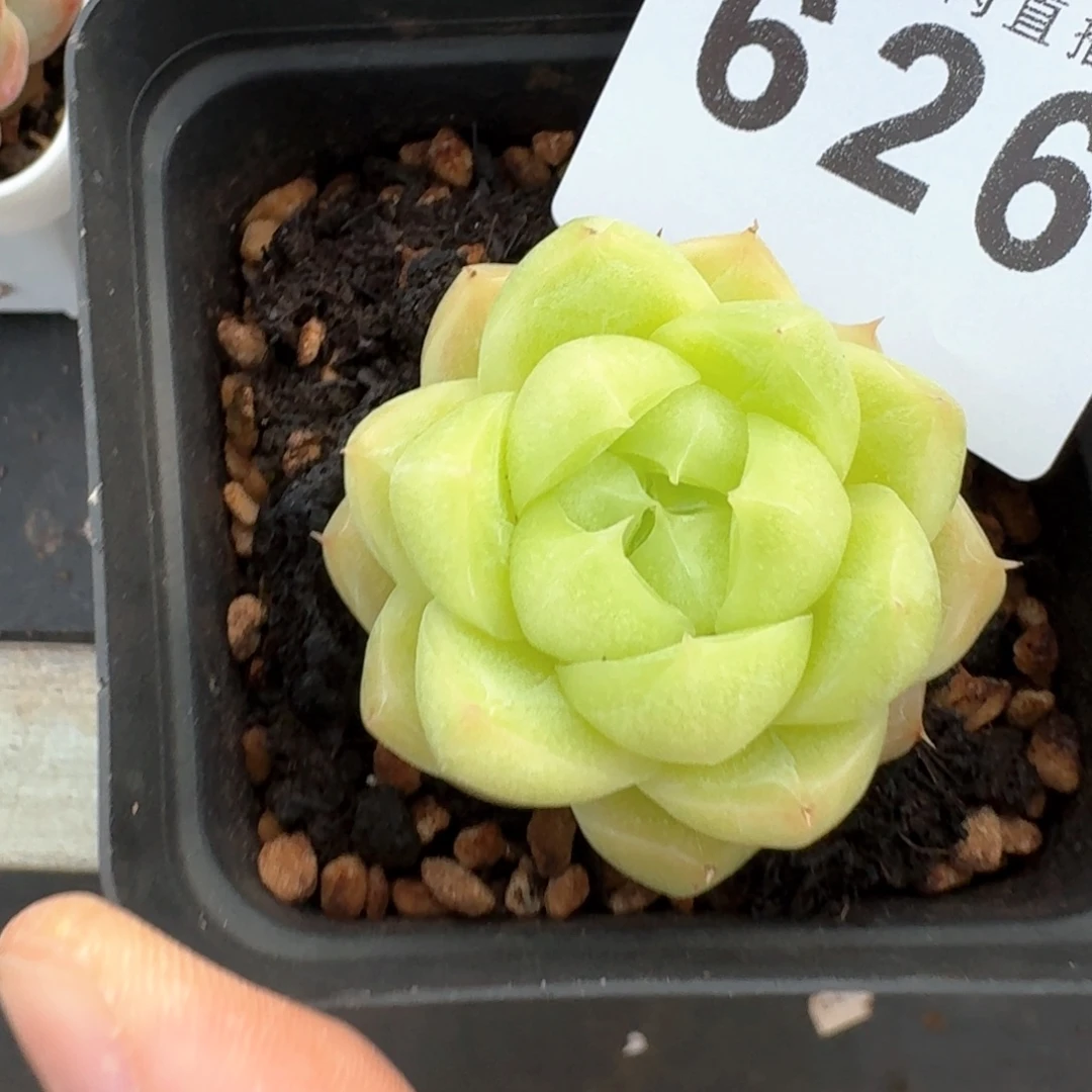 ****孤品         上新多肉植物