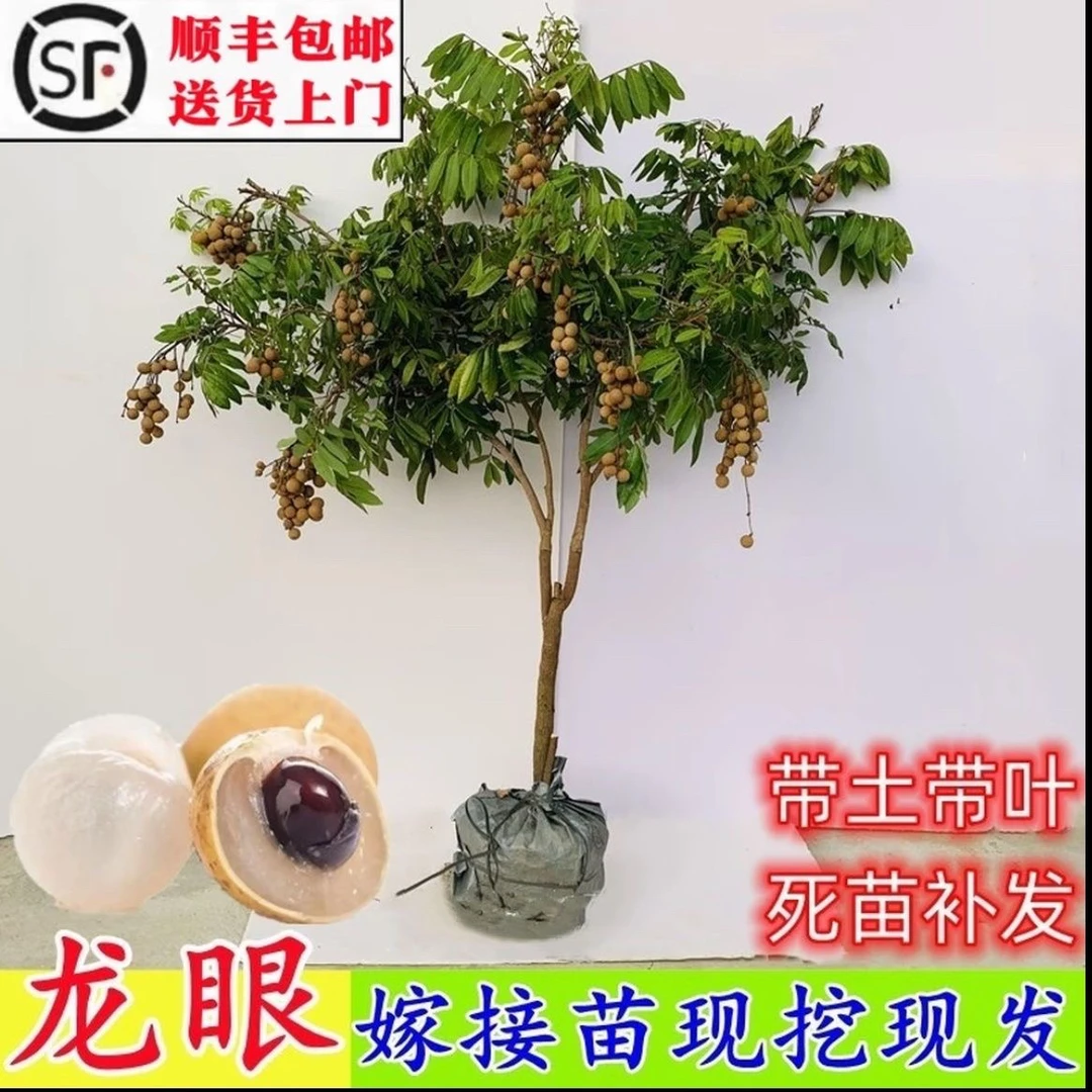 石硖储良四季龙眼树苗特大嫁接桂圆果树苗南方种植果苗水果树苗