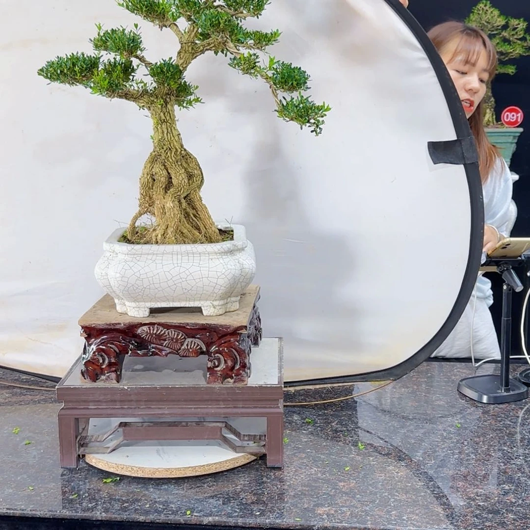 当前无花朵，栽培后可花朵
