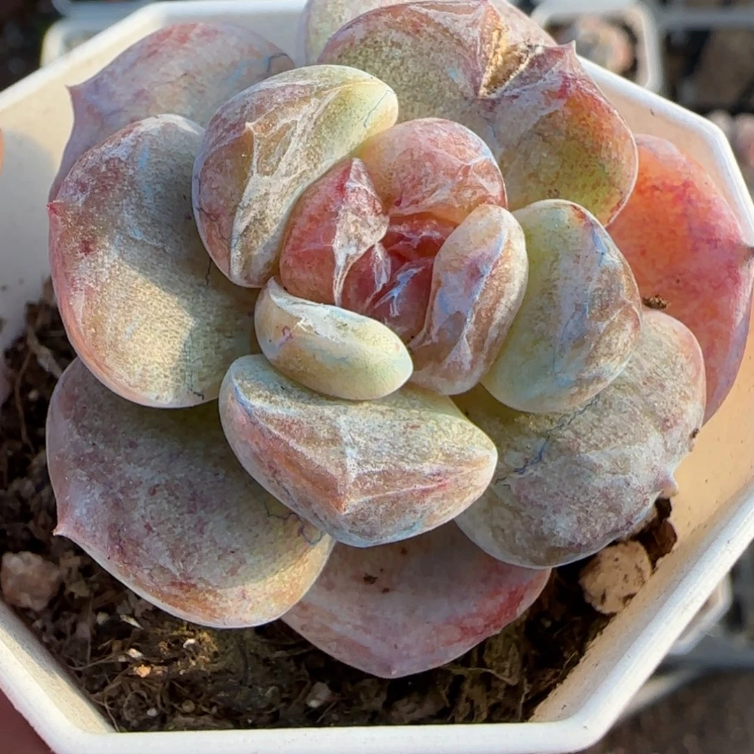 小卡拉米糖心一物一拍