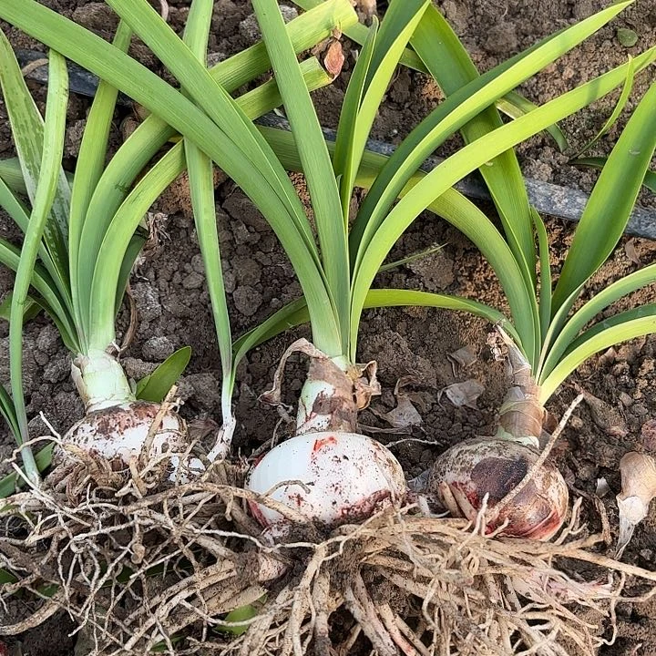 用****7十二单衣三棵带土1132