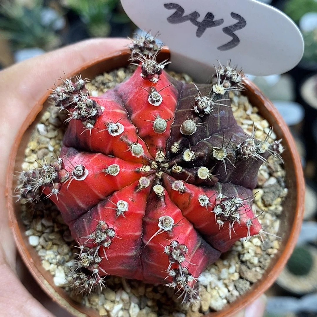 油画牡丹自然锦243号6cm