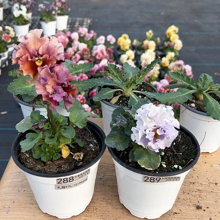 水晶抖音直播闪拍288-289