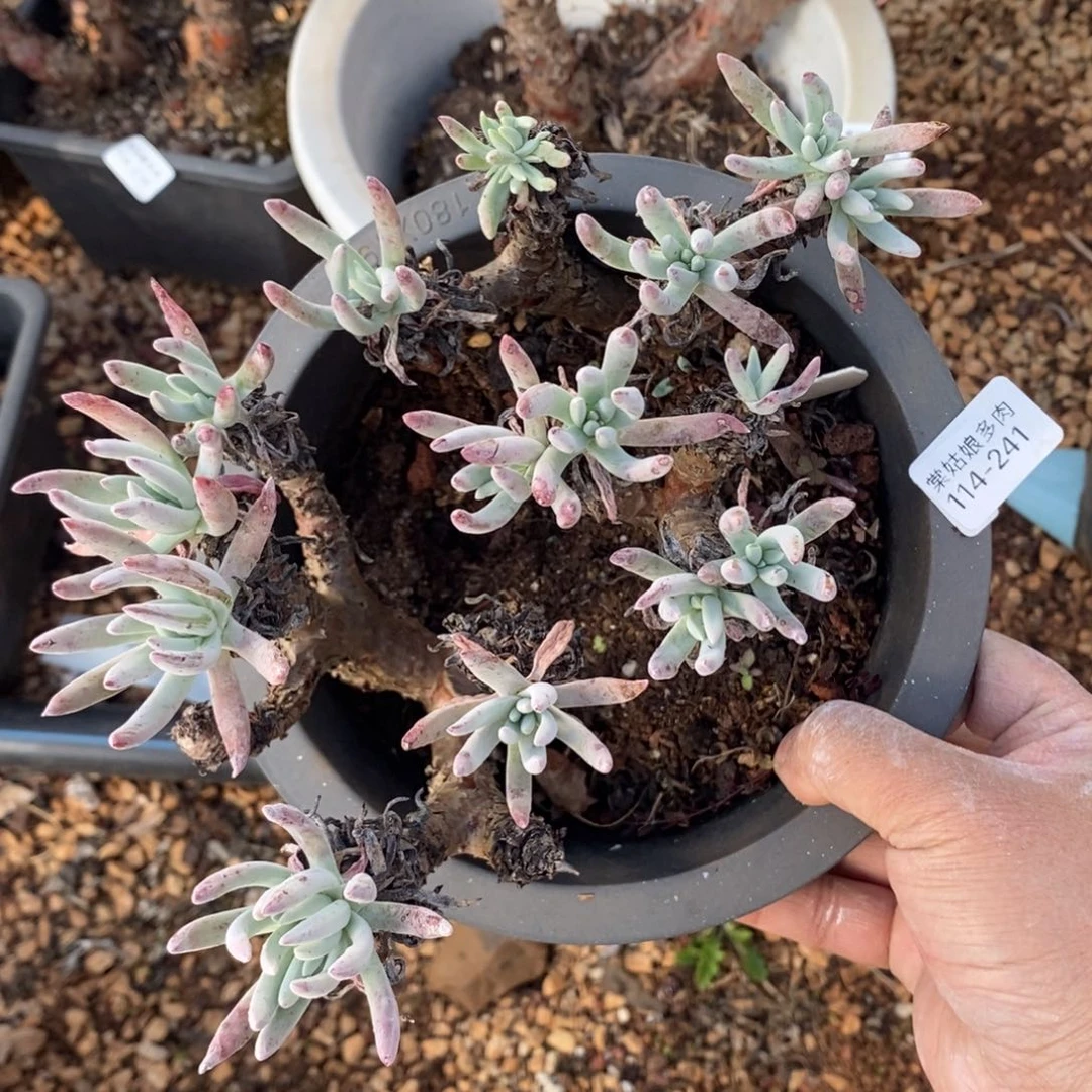 241号爱度瑕疵瑕疵