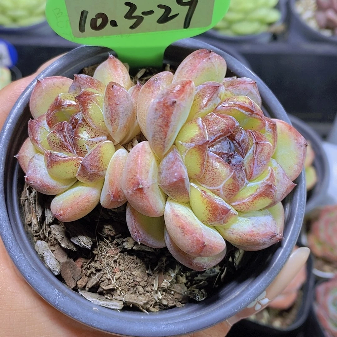 小***.10.3-29-专拍福利黑橙双头一颗