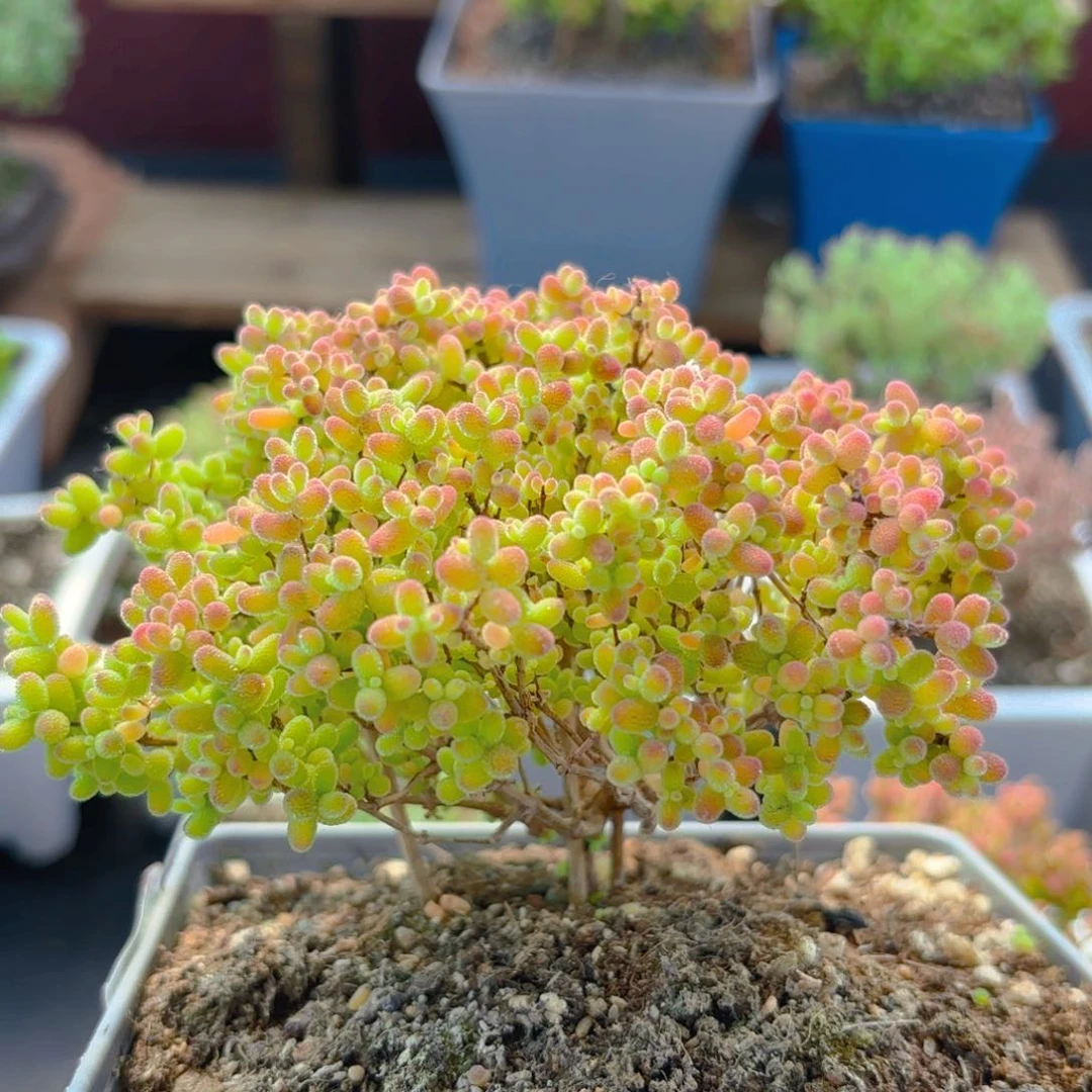 m**k蜜橘糖球885。