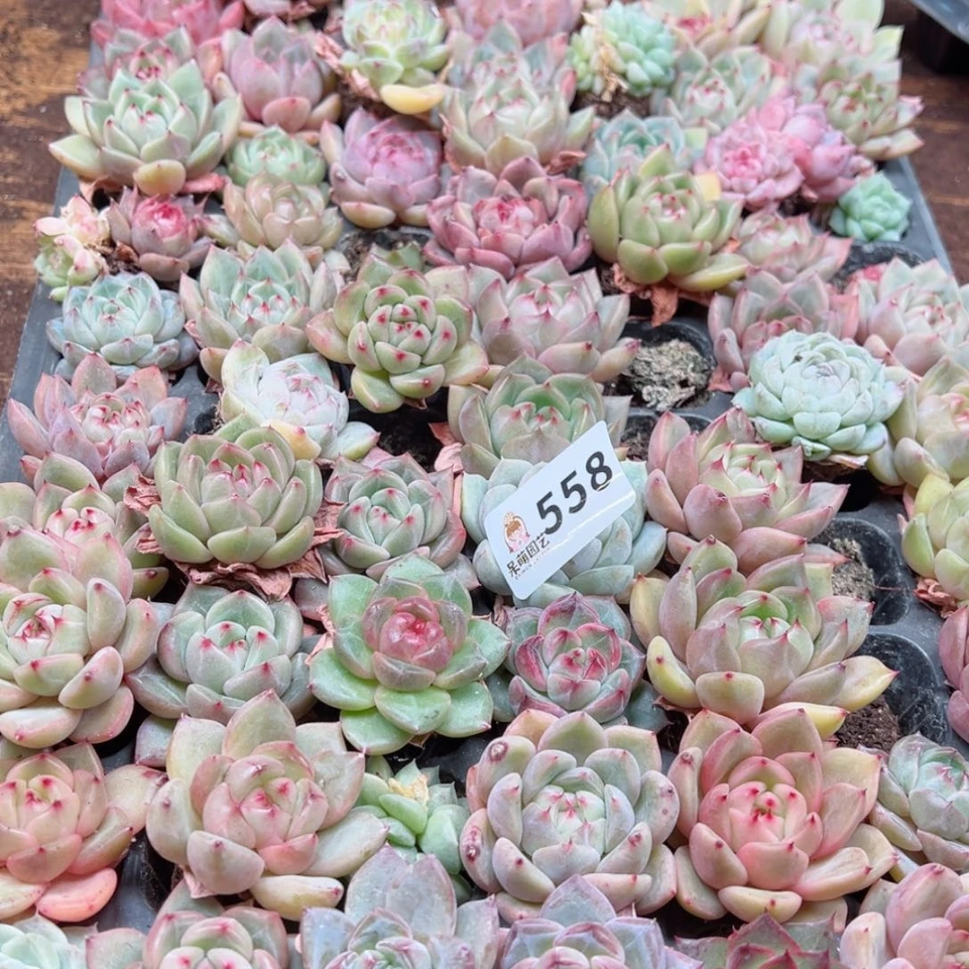 猎*多肉植物多肉植物