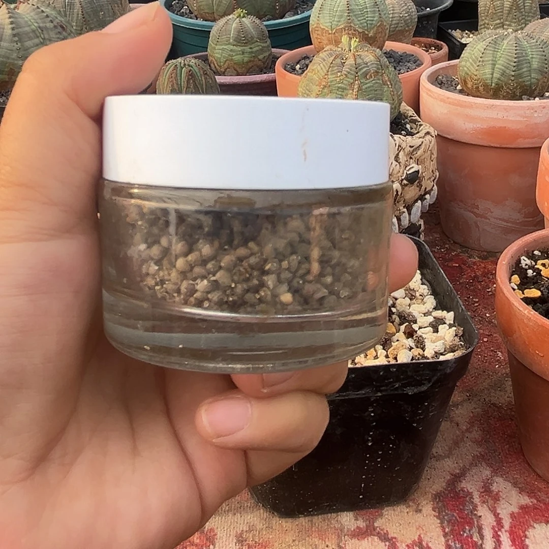 客户专拍，植物特殊性，拍下不退不换