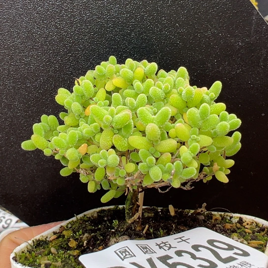 dy5329小可爱蜜橘糖球冠幅5.5cm