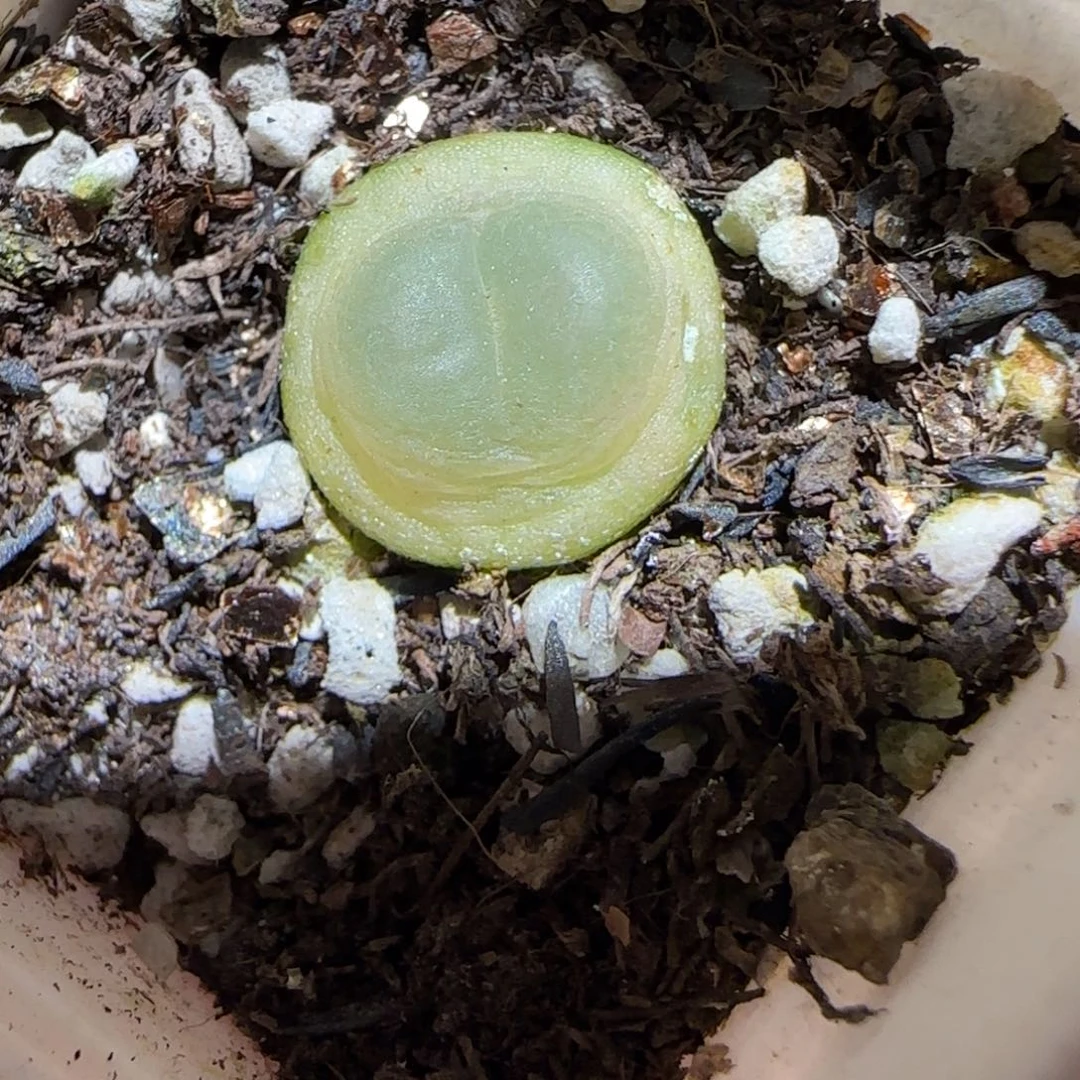 肉锥多肉植物百科-日式拉登有疤1070