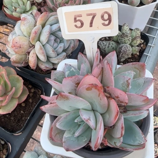 579布鲁蓝一物一拍多肉