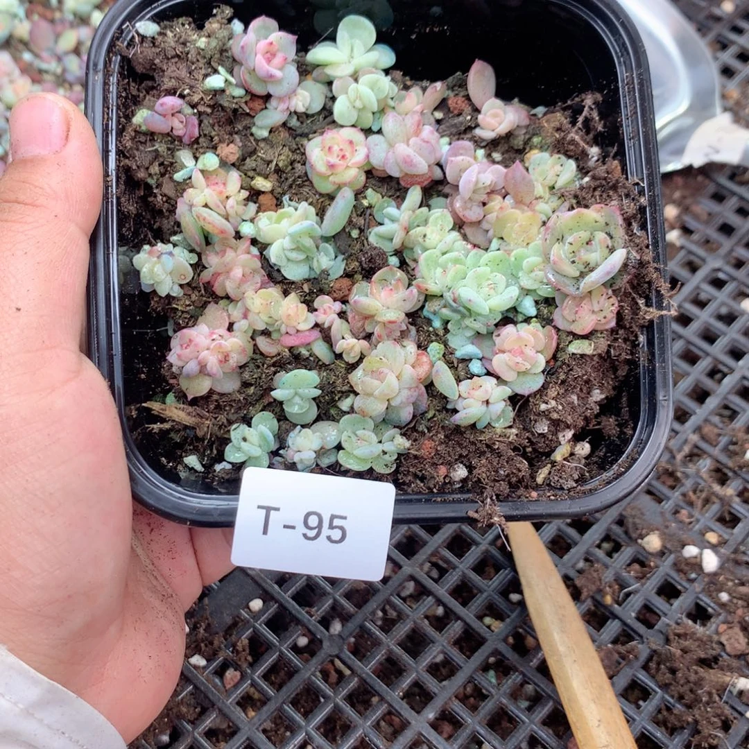 无花朵T95英语英语