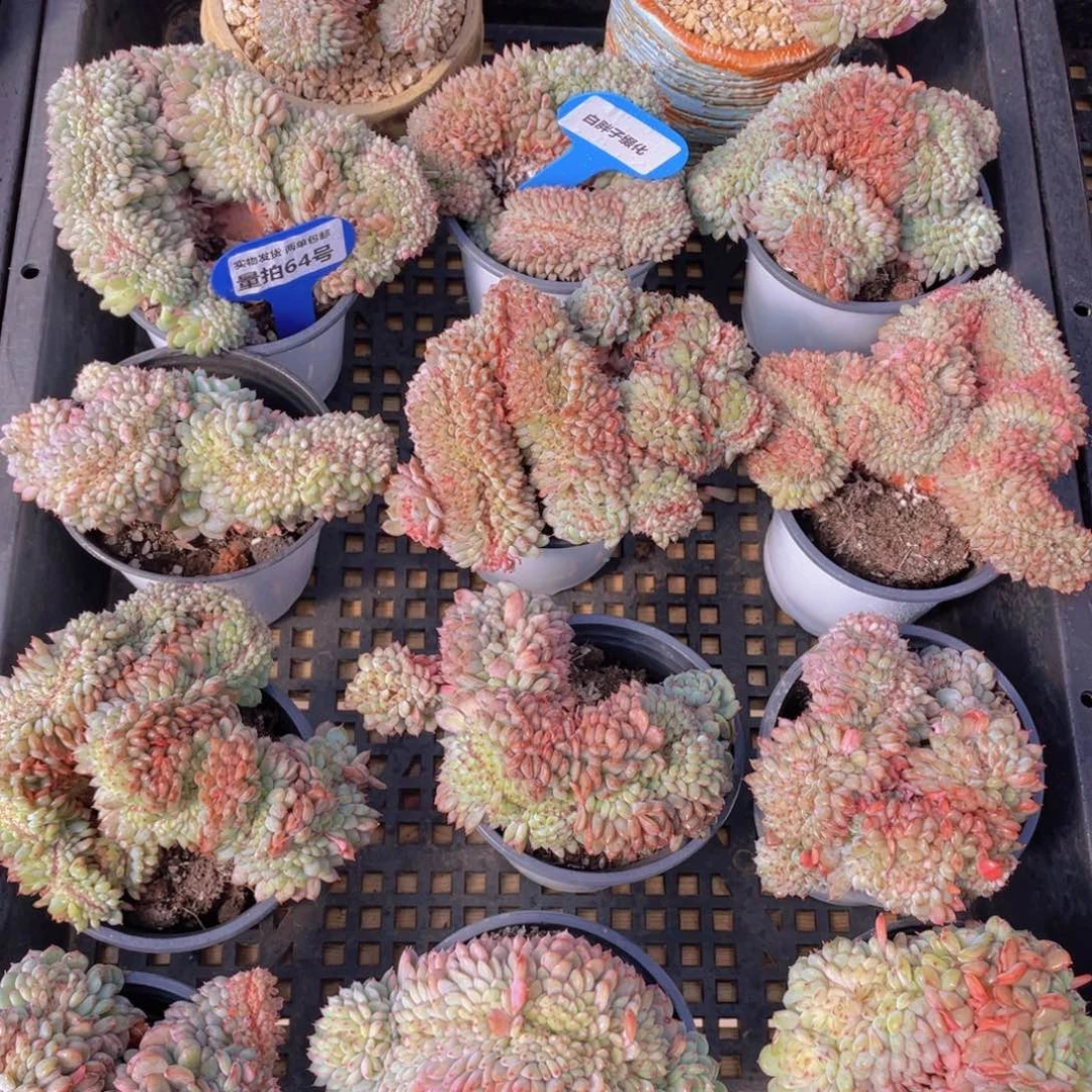 量拍64号 白胖子缀化一个