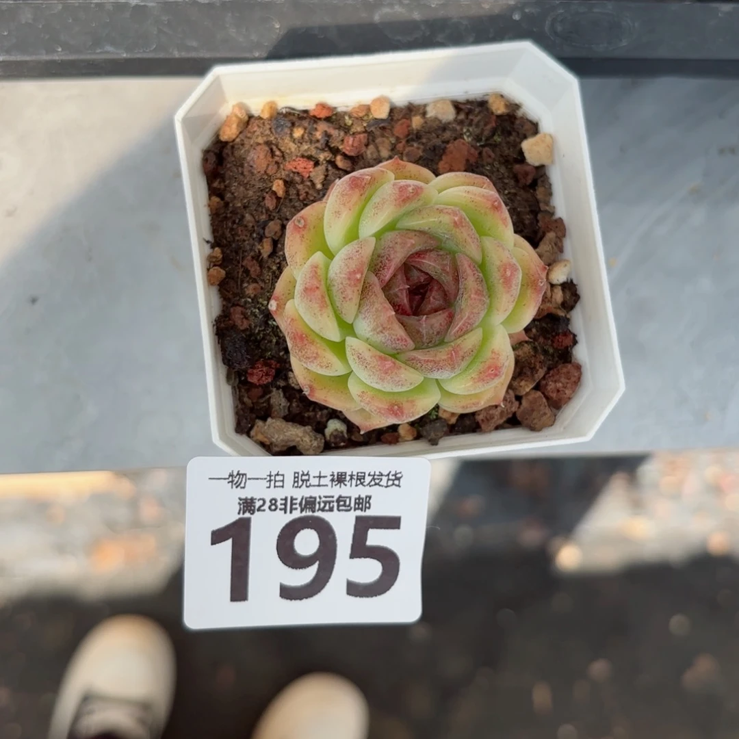 熔岩单头无盆土发货