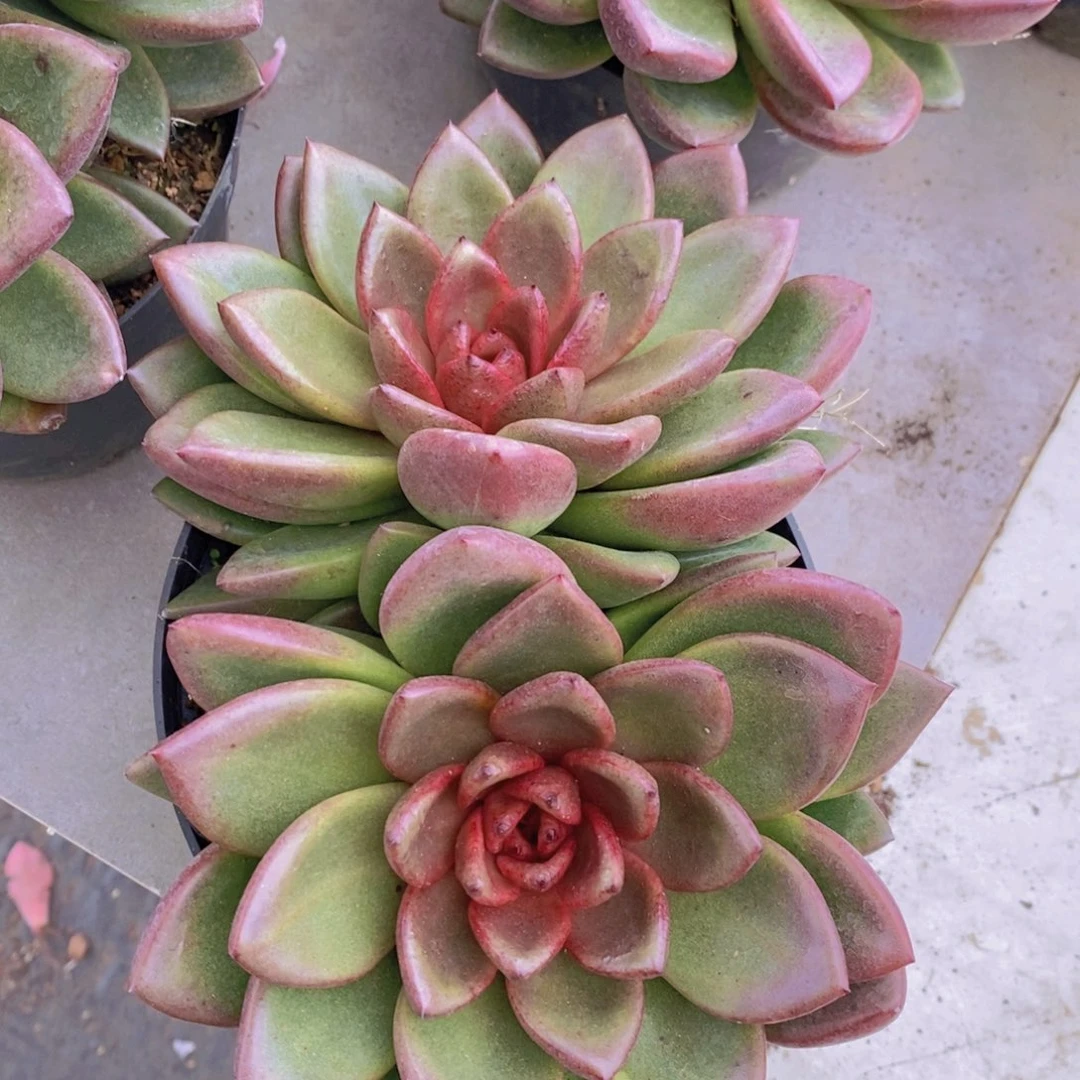 丰沛玫瑰双大头起发