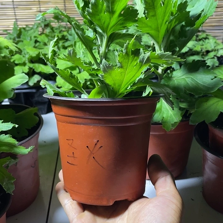 当前无花栽培后可以开花