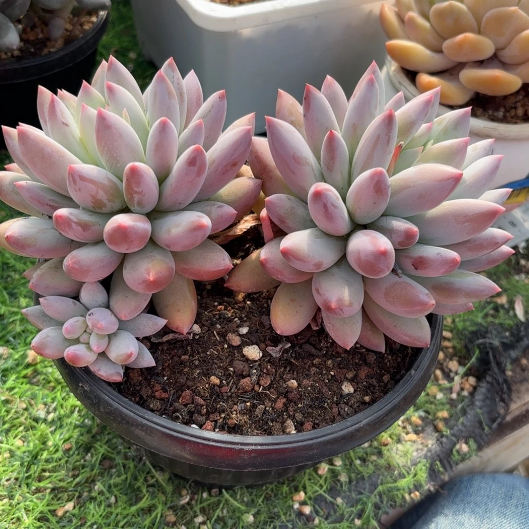 所罗门多肉888888888888