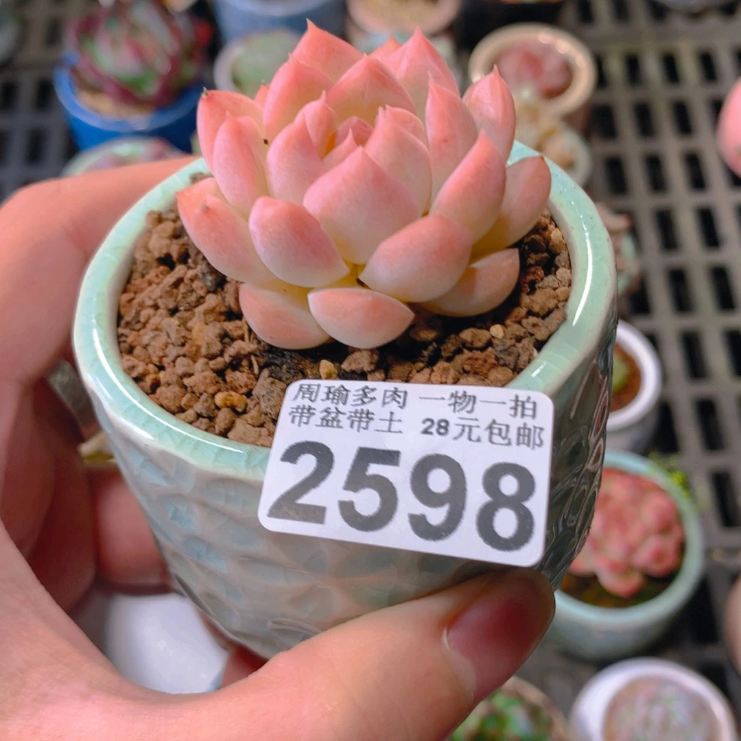 5厘米盆精控多肉2598